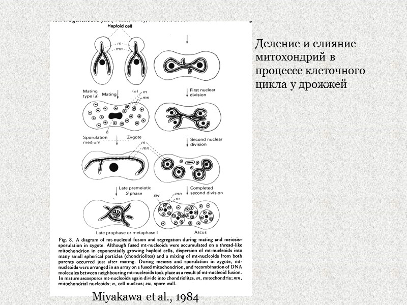 Miyakawa et al., 1984 Деление и слияние митохондрий в процессе клеточного цикла у дрожжей